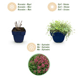 Green boutiQ - Vasteplant - Thymus praecox Red Carpet - KruipTijm - Geurend - Rood-Roze - 24 Planten - Pot 11cm - Hoogte 15-25cm