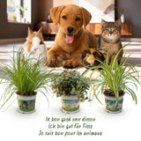 Green boutiQ - Kamerplant - Cyperus - Calissia - Chlorophytum - Mix van 3 - Huisdiervriendelijke Planten - Groen - 3 Planten - met Potter Grijs - Pot 12cm - Hoogte 20cm