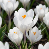 60x Crocus White - Witte krokus - Diversen - Verwilderingsbol - Bolmaat 7/8
