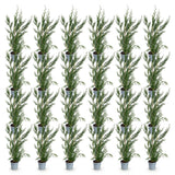 Green boutiQ - 24x Cupressocyparis leylandii 2011 - Leylandii - Haagplanten - Groenblijvend - Groen - Pot 9cm - Hoogte 30-40cm