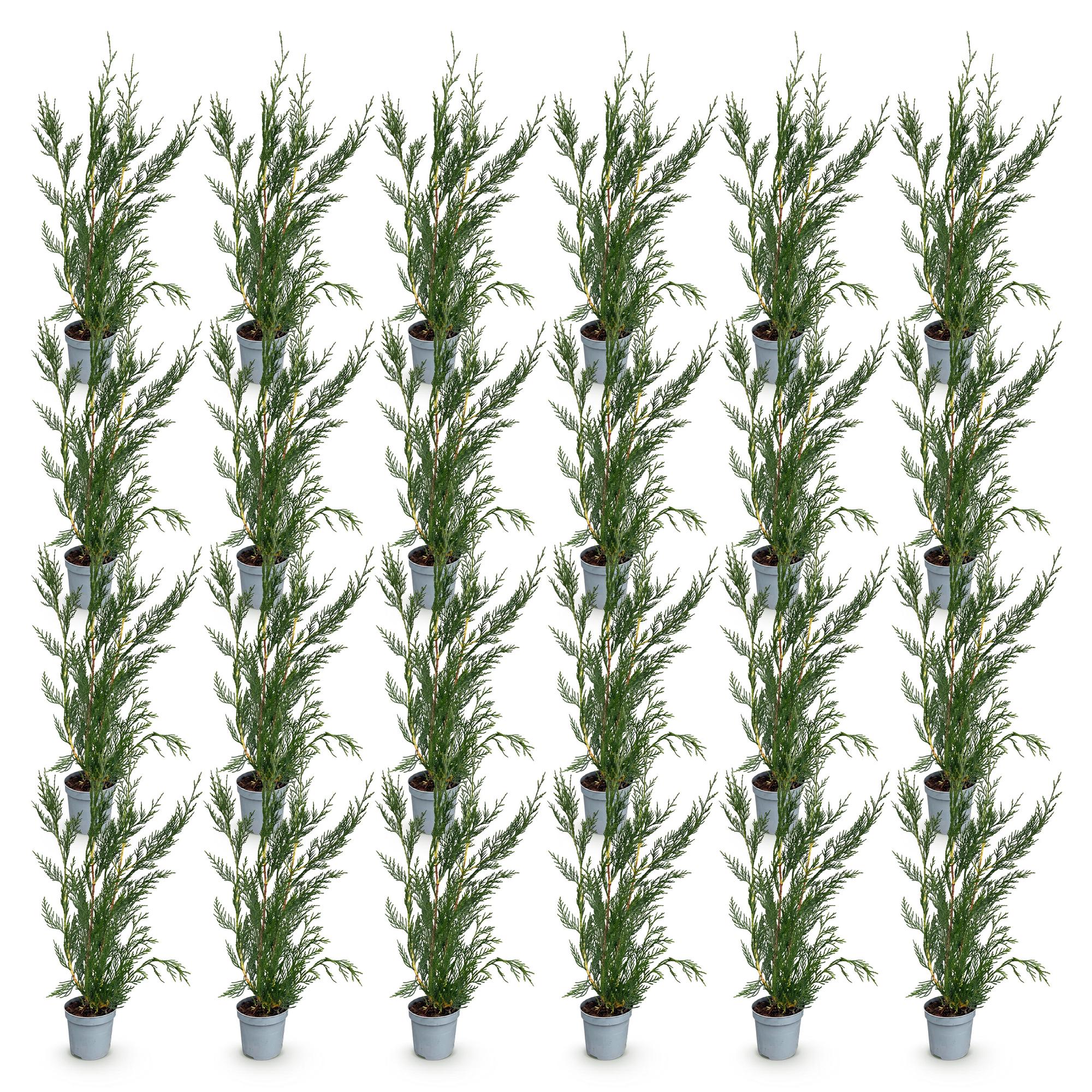 Green boutiQ - 24x Cupressocyparis leylandii 2011 - Leylandii - Haagplanten - Groenblijvend - Groen - Pot 9cm - Hoogte 30-40cm