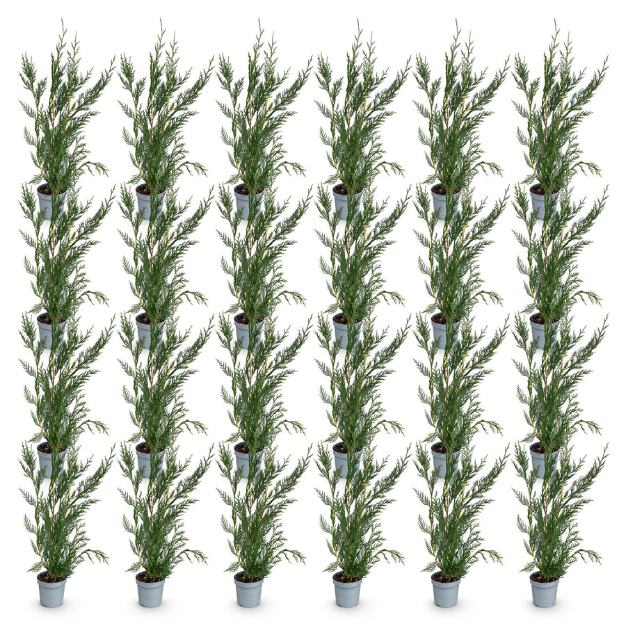 Cupressocyparis leylandii 2011 — Leylandiihaag, 24 stuks, 30-40 cm
