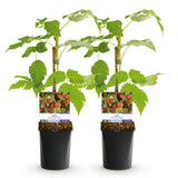 Green boutiQ - Fruitplant - Framboos - Rubus idaeus Autumn Bliss- Rode Framboos - 2 planten -Pot 11cm Hoogte 40cm