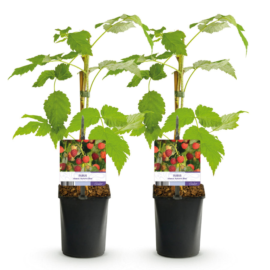 Rubus idaeus Autumn Bliss – 2 planten · 40 cm hoog (foto 2)