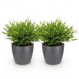 Green boutiQ - Kamerplant - Bamusa Pogonatherum Monica - Bamboegras - Huisdiervriendelijke Plant - Groen - 2 Planten - met Potter Grijs - Pot 12cm - Hoogte 20cm