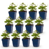 Green boutiQ - Vasteplant - Anemone hup. Splendens - Herfst Anemoon - Schaduw - Donker Roze - 12 Planten - Pot 11cm - Hoogte 15-25cm