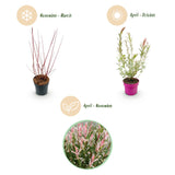 Salix Flamingo - Ø17cm - ↕40-50cm