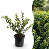Green boutiQ - 24x Ilex crenata Golden Gem - Japanse Hulst - Haagplanten - Groenblijvend - Geel - Pot 9cm - Hoogte 20-30cm