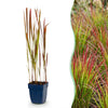 Green boutiQ - Grassen - Imperata cylindrica Red Baron - Japans bloedgras - Rode uitlopers - Rood - 1 Plant - Pot 11cm - Hoogte 15-25cm