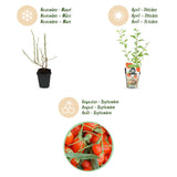 Green boutiQ - Fruitplanten - Goijbes - Lycium Barbarum - Winterhard - 3 Planten - Pot9 cm - Oranje - Rode Vrucht
