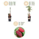 Green boutiQ - Fruitplant - Rubus log. Tayberry - Braamboos - Winterhard - Paarse Framboos - 2 Planten - Pot 15cm - Hoogte 50cm
