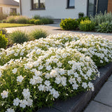 Green boutiQ - Vasteplant - Phlox Maischnee - Vlambloem - Bodembedekkend - Wit - 1 Plant - Pot 11cm - Hoogte 15-25cm