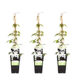3x - Clematis Montana 'Grandiflora' - ↨65cm - Ø15