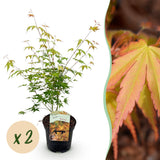 Green boutiQ - Terrasplant - Japanse Esdoorn - Acer palmatum Katsura - Oranje - 2 Planten - Bladverliezend - Pot 19cm Hoogte 70cm