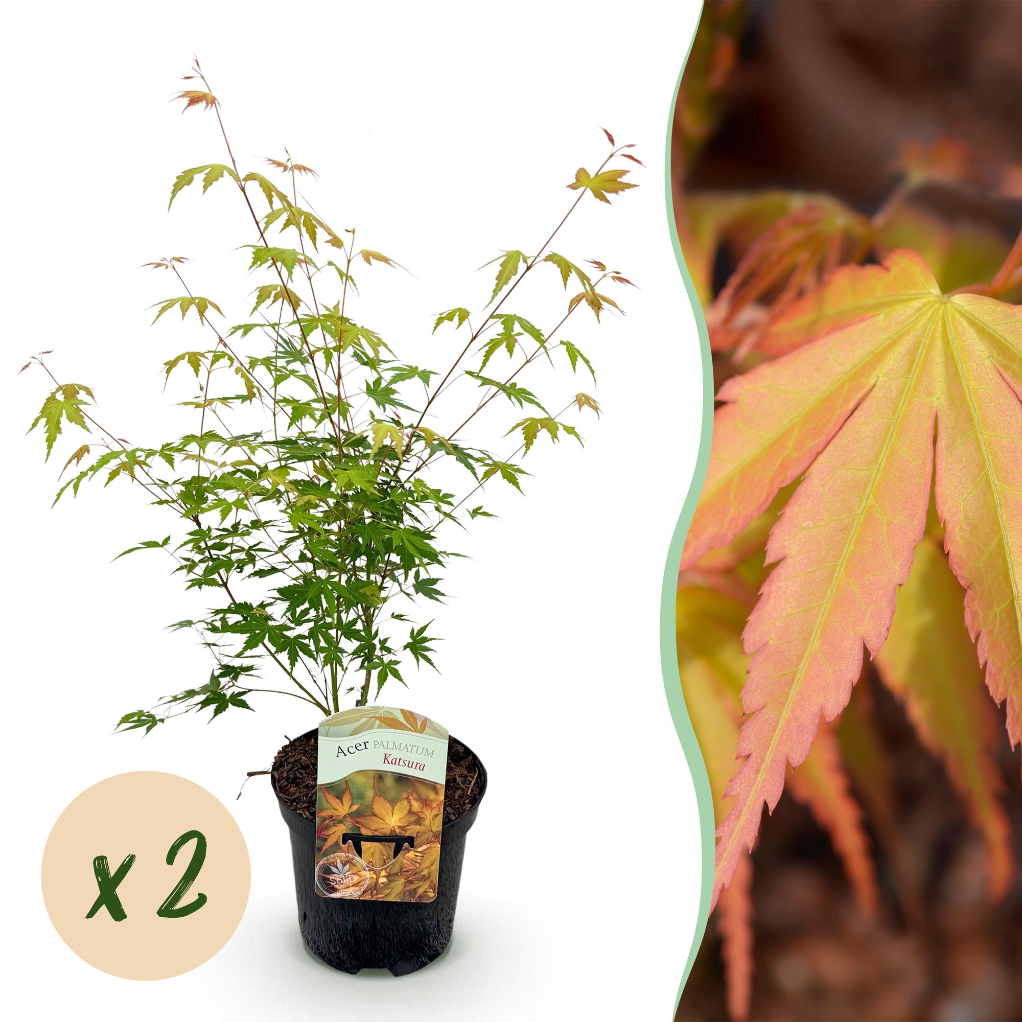 Green boutiQ - Terrasplant - Japanse Esdoorn - Acer palmatum Katsura - Oranje - 2 Planten - Bladverliezend - Pot 19cm Hoogte 70cm