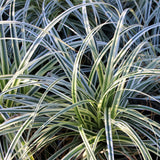 Green boutiQ - Siergrassen - Carex oshimensis Everest - Wit en Groen - 4 Planten - Bladhoudend - Weinig Onderhoud - Pot 17cm Hoogte 50cm