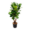 Ficus Lyrata vertakt XL - 170cm - ø34