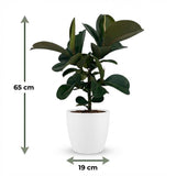 Green boutiQ - Kamerplant - Rubberplant - Ficus Elastica Cloe - Groen - Weinig onderhoud - 1 Plant - met Potter Wit - Pot 19cm - Hoogte 65cm