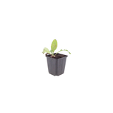 60x Echinops ritro - ↕10-25cm - Ø9cm