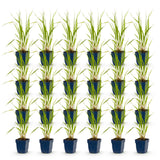 Green boutiQ - Grassen - Molinia caer. Heidebraut - Pijpestrootje - Met Pluim - Groen - 24 Planten - Pot 11cm - Hoogte 15-25cm