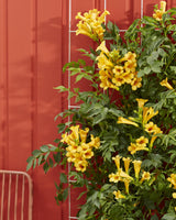 2x - Campsis Summer Jazz 'Gold Trumpet' - ↨65cm - Ø15