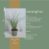 3x Miscanthus sinensis ‘Gracillimus’ – Elegant prachtriet met sierlijk overhangend blad | Potmaat 12 cm