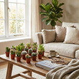 Mix van Echte Cactussen en Vetplanten - 12 Stuks - Ø 5,5 cm - Hoogte: 5-10 cm