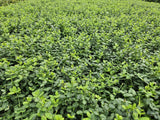 60x Euonymus fort. 'Minimus' - ↕10-25cm - Ø9cm