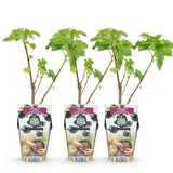 Green boutiQ - Fruitplanten - Zwarte Bes - Ribes nigrum Titania - Winterhard - 3 Planten - Pot 9 cm - Zwarte Bes
