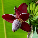 Green boutiQ - Fruitplant - Bananen plant - Musa sikkemensis Red Tiger - Winterhard - 4 planten - Pot 12cm Hoogte 30cm