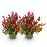 Green boutiQ - Tuinplant - Leucothoe Little Flame - Rood - 2 Planten - Groenblijvend - Weinig Onderhoud - Pot 17cm Hoogte 40cm