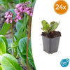 24x Bergenia cordifolia 'Herbstblüte'- ↕10-25cm - Ø9cm