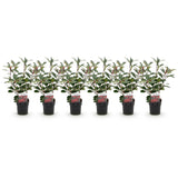 Green boutiQ - Haagplanten - Photinia fraseri Red Robin - groen rood- 6 planten - 1 strekkende meter - groenblijvend - pot 17cm hoogte 50cm
