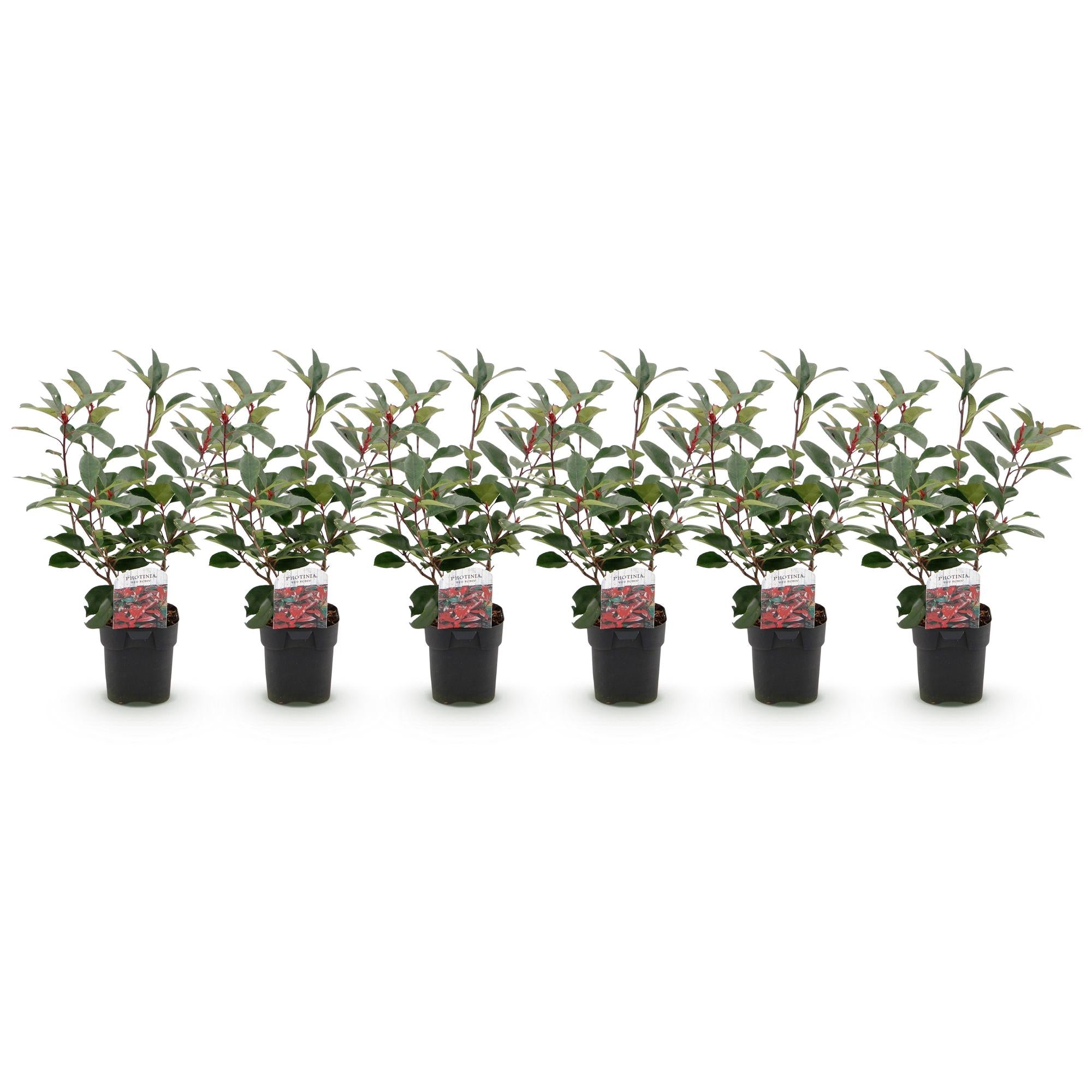 Green boutiQ - Haagplanten - Photinia fraseri Red Robin - groen rood- 6 planten - 1 strekkende meter - groenblijvend - pot 17cm hoogte 50cm