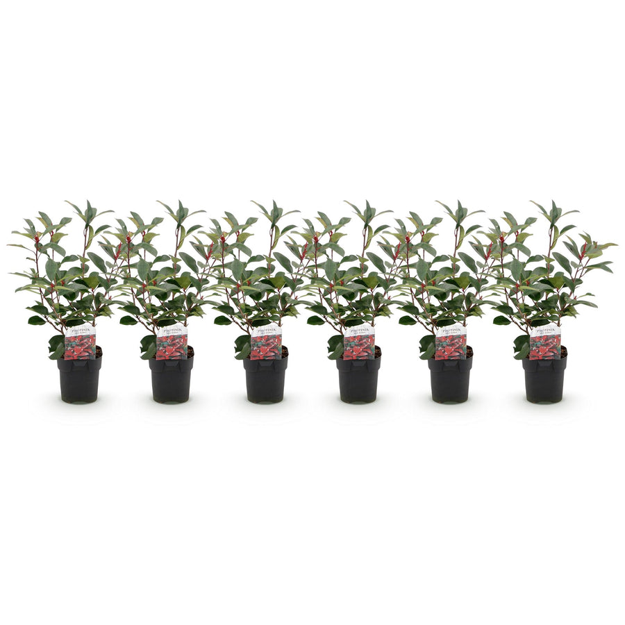 Photinia fraseri Red Robin — Glansmispelhaag, 6 planten (1 strekkende meter), 50 cm