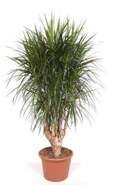 Dracaena Marginata vertakt XXL - 190cm ⌀ 40-45 cm