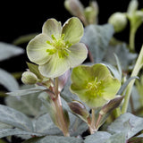 Green boutiQ - Tuinplant - Lenten Rose - Helleborus sternii Silver Dollar - GroeneBloem -2 Planten- Groenblijvend - Pot 14cm Hoogte 35cm