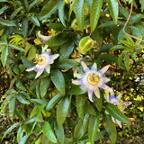 Green boutiQ - Passiebloem - Passiflora caerulea- Bloem Blauw met Groen Wit - Weinig onderhoud - 2 planten - Pot 11cm Hoogte 40cm