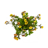 Geum Rivale Yellow Ø19cm - ↕50 - 70cm