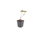 48x Sedum 'Matrona' - ↕10-25cm - Ø9cm