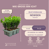 2 x 6-Pack Buxus NewGen Freedom – Winterharde Groenblijvende Struiken 12 x Ø7 cm - ↕15 cm | Compacte Buxus