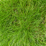6x Festuca gautieri - ↕10-25cm - Ø9cm