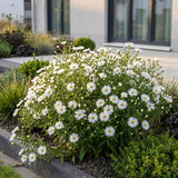 Green boutiQ - Vasteplant - Aster (D) Schneekissen - Zeeaster - Bijen en Vlinderlokkers - Wit - 24 Planten - Pot 11cm - Hoogte 15-25cm