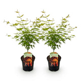 Green boutiQ - Terrasplant - Japanse Esdoorn - Acer palmatum Orange Dream - Oranje - 2 Planten - Bladverliezend - Pot 19cm Hoogte 70cm