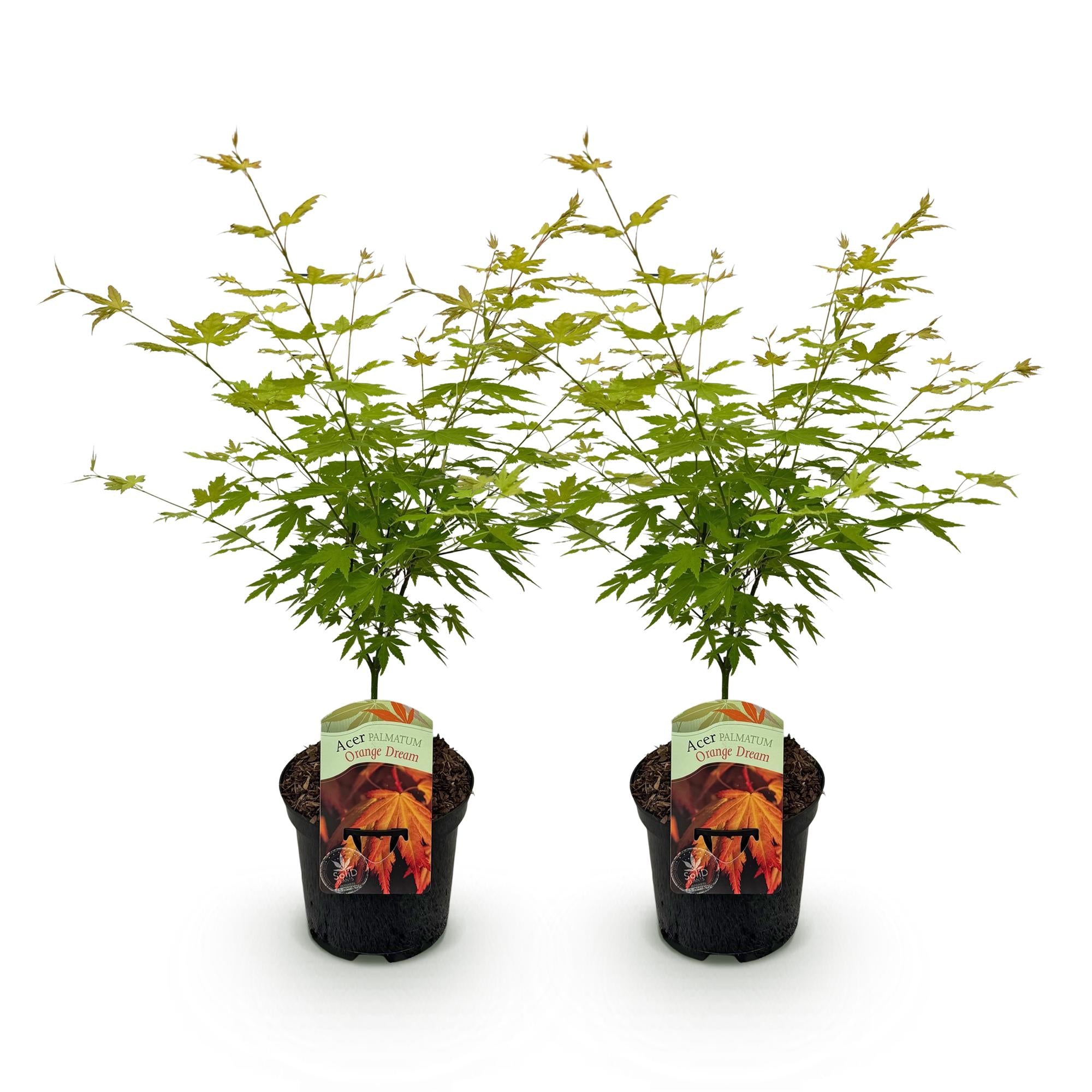 Green boutiQ - Terrasplant - Japanse Esdoorn - Acer palmatum Orange Dream - Oranje - 2 Planten - Bladverliezend - Pot 19cm Hoogte 70cm