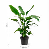 Strelitzia Nicolai - 150cm - Ø24
