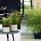 Green boutiQ - Bamboe - Fargesia dragon Tricolour - Zwart, Rood, Blauw- 3 Planten - Bladhoudend - Niet Woekerend- Pot 14cm Hoogte 35cm