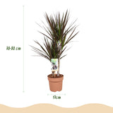 Green BoutiQ - Green is... Kamerplanten - Dracaena Magenta - Drakenbloedboom - Weinig onderhoud - Groen - 2 Planten - Pot 17cm - Hoogte 70-80cm