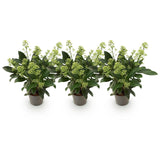 Green boutiQ - Terrasplant - Skimmia japonica Finchy - Bloem Wit - 10+ Bloemen - 3 Planten - Winterhard - Pot 10,5cm Hoogte 25cm