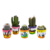 Cactus mix 5.5 cm - 5x - in Mexicaanse pot